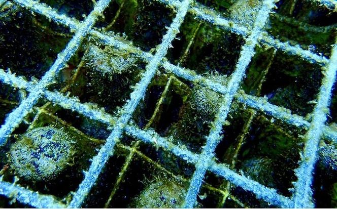 海底熟成泡盛 「珊瑚の海」720ml 43度3年古酒 海底2年熟成