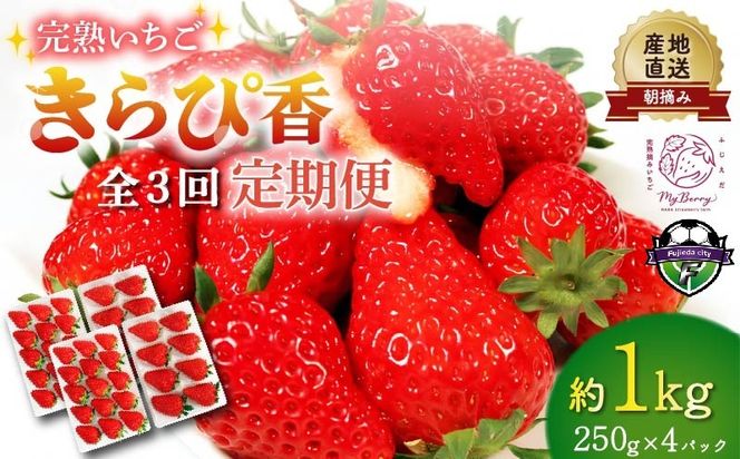 いちご 【先行予約】  2027年1月～発送予定【全3回定期便】 いちご きらぴ香 約1kg 約250g×4パック （1月、2月、3月発送） 朝どれ 完熟 苺 産地 直送 フレッシュ イチゴ 贈答 フルーツ 果物 国産 静岡県 藤枝市
