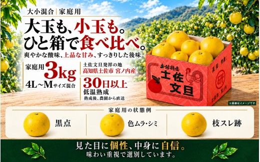 土佐文旦 大小混合 3kg 家庭用 大玉と小玉の詰め合わせ 日本ギフト大賞受賞 文旦発祥の地 園主こだわり 食べ比べ 高知県土佐市産 高知県産 国産 3キロ ぶんたん ブンタン みかん 柑橘類 高級フルーツ 果物 産地直送 お取り寄せ ギフト 季節限定 先行予約 やの一果彩[BQAC044]