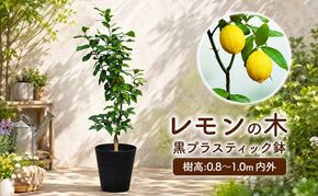 苗木 鉢植え レモンの木 黒プラスティック鉢 直径27cm 植物 ガーデン インテリア ※配送不可:北海道、沖縄、離島 