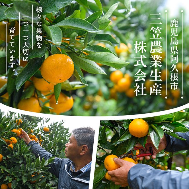 ＜先行予約受付中！2026年12月上旬以降順次発送予定＞ 数量限定！早生・温州ミカン食べ比べセット(合計20kg・各10kg) 国産 フルーツ 果物 蜜柑 柑橘【三笠農業生産】akn051-14