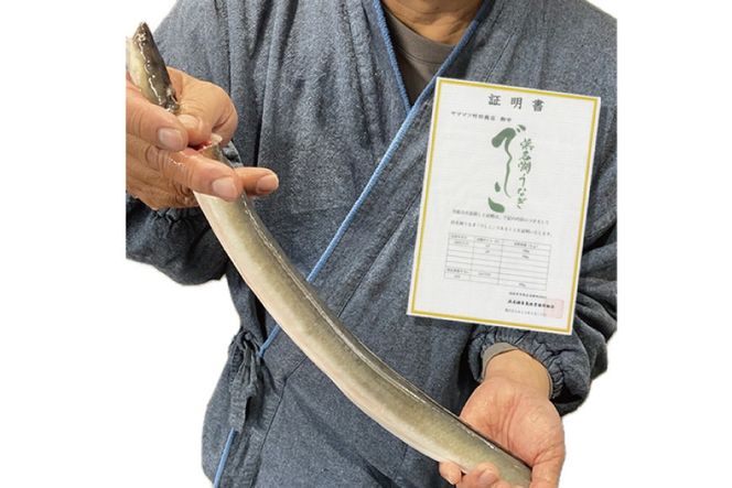 ブランド鰻【でしこ】 うなぎ 国産 静岡 雌うなぎ 白焼 大串サイズ 150g 2串 & 太鰻 蒲焼 110g 2串 計520g 食べ比べセット [ヤママツ村田商店 静岡県 吉田町 22424603] 鰻 ウナギ unagi 白焼き 蒲焼き 雌鰻 雌 メス でしこ 養鰻 静岡県産 真空パック 冷凍