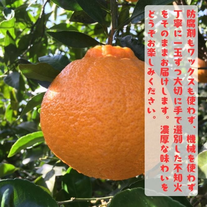 有田育ちの濃厚 不知火( デコポンと同品種)( 訳あり 家庭用 ) 10kg+200g(傷み補償分)
