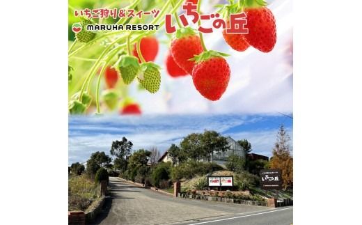 まるは食堂 マルハリゾート いちごの丘 『訳あり』完熟 冷凍いちご 2kg 1kg×2袋 ｜ 訳あり いちご イチゴ 冷凍 2kg 国産 完熟 スムージー ジャム ヨーグルト シャーベット デザート アイス おやつ 果物 フルーツ 愛知県 美浜町 ※北海道・沖縄・離島への配送不可