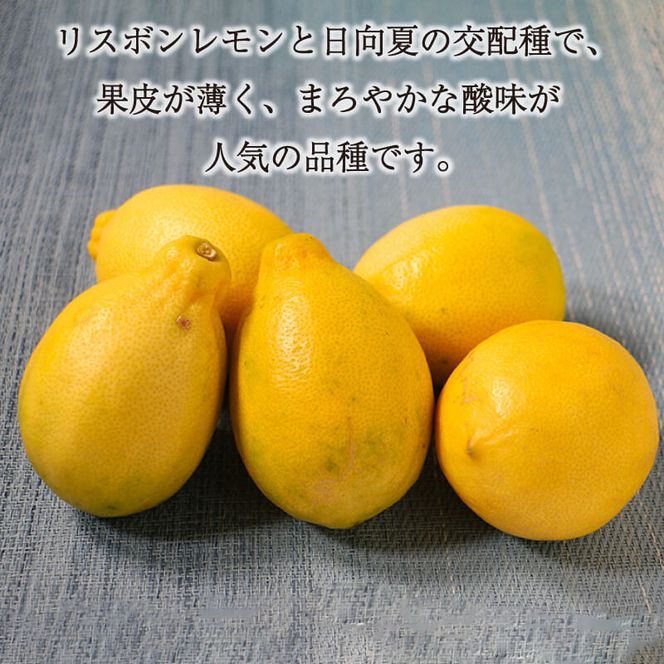 訳あり レモン（イエローレモン） 3kg りのか 減農薬 レモン イエローレモン 農家直送 こだわり らんきんぐ 柑橘 かんきつ 檸檬 果物 くだもの 果実 国産 フルーツ 有名 愛媛 ブランド 愛媛県産 瀬戸内 ビタミン 美味しい 生産者 直送 産直 無添加 レモンサワー ジュース チューハイ 愛媛県 愛南町 みかん職人武田屋