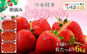 【訳あり】いちご とちあいか不揃い粒 2kg×3箱 計6kg ※2027年5月～発送