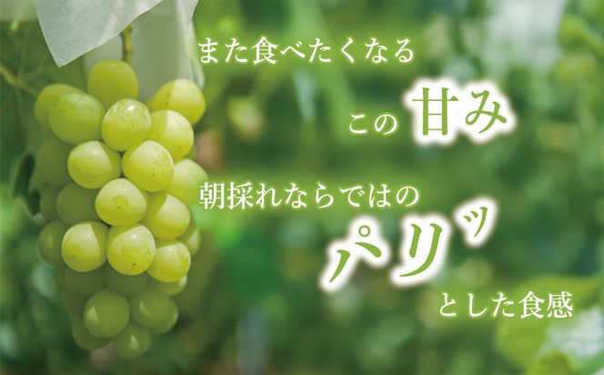 【兵庫県福崎産】「福崎から福咲を」 朝採れ ご家庭用 シャインマスカット ２kg 詰め合わせセット 福崎ぶどう園 ８月下旬から順次発送 ぶどう 数量限定