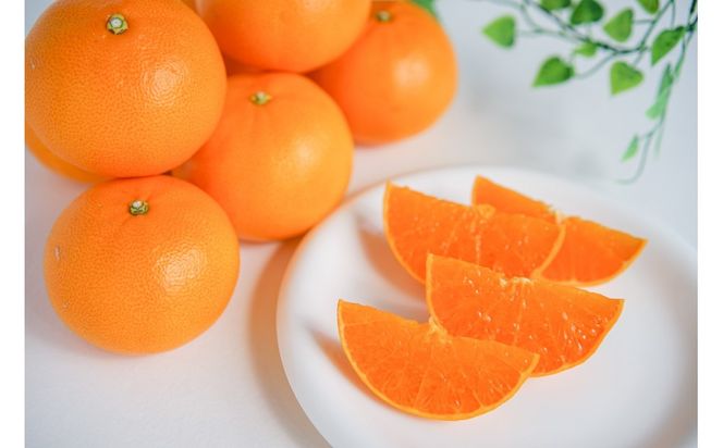 ［4箱セット］甘っ子 小玉 ハウス せとか 9玉入 × 4箱 手さげ箱 南泰園 BS174