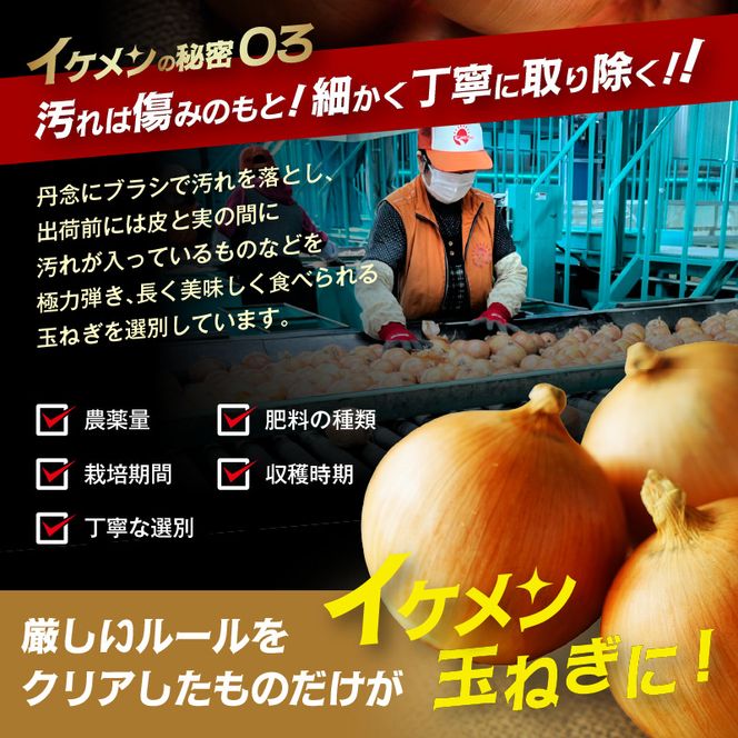 JAきたみらい産 玉ねぎ Lサイズ 20kg ( タマネギ たまねぎ 野菜 )【210-0004】