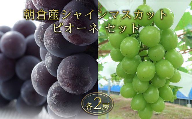 シャインマスカット ピオーネ セット 各2房 正箱入りブドウ 葡萄 デザート フルーツ 果物  (有)ティース 配送不可：離島 