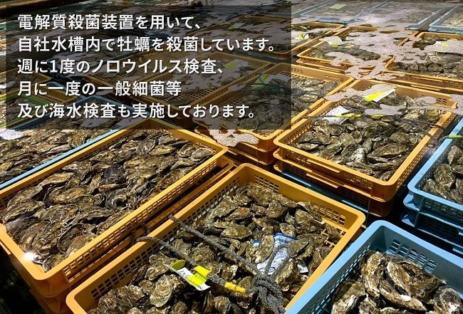 2か月 定期便 北海道 厚岸産 殻付牡蠣の食べ比べセット！（生食用）  牡蠣 カキ かき 生食 生食用 生牡蠣  食べ比べ 魚貝類 