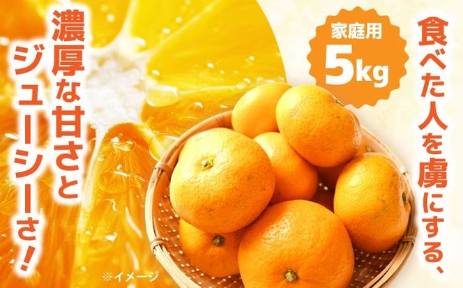 【2026年12月中旬～発送】【訳あり】家庭用 南高みかん 5kg / みかん ミカン 蜜柑 果物 フルーツ / 南島原市 / 南高果樹農業協同組合[SGI001]