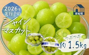 【2026年先行予約】山梨県産 ご家庭用 つぶつぶ シャインマスカット 約1.5kg｜訳あり 果粒 大粒 甘い 種なし 高糖度 フルーツ 果物 産地直送 送料無料JX007 