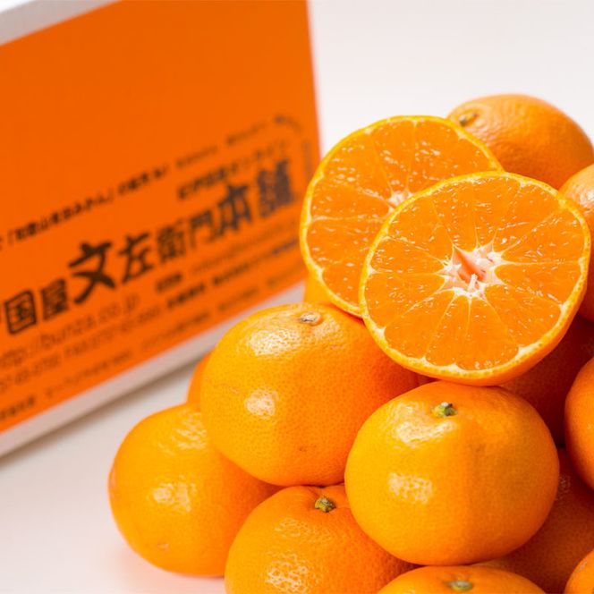 田村みかん/特選ギフト品10kg【Mサイズ】赤秀｜湯浅町田村地区産 産地直送 最高級 紀伊国屋文左衛門本舗