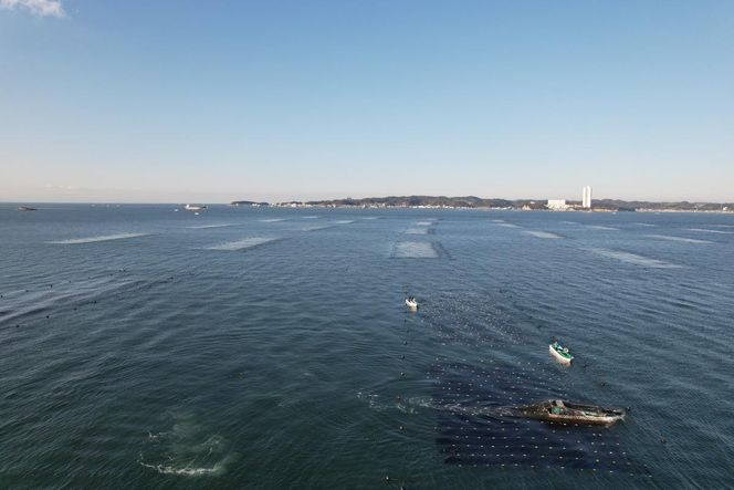 日間賀島 一番摘み 焼き海苔 プレミアム 計60枚 20枚×3袋 半切り のり 海苔 焼きのり