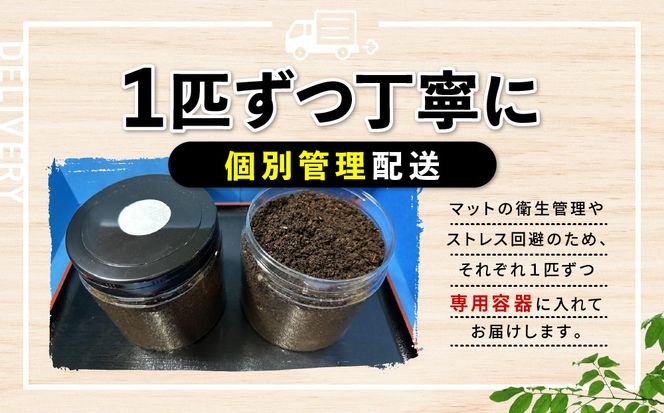 【先行予約】ヘラクレスオオカブト3令幼虫ペア ※育て方の説明書付き※配送不可地域あり【2026年9月から順次発送】 304018_CW003