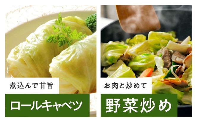 ity0002 【先行予約】射手矢さんちの泉州キャベツ 10kg【家計応援 新鮮 野菜 やさい 射手矢農園 高評価 きゃべつ 訳あり サイズ不揃い 数量限定 TVで紹介！】