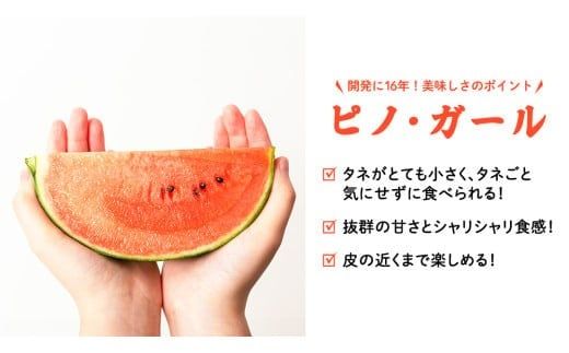 【 訳あり 】 こだますいか 「 ピノ・ガール 」 2玉 2026年産 先行予約 筑西ブランド こだまスイカ 小玉スイカ すいか スイカ フルーツ 果物 [AF081ci]