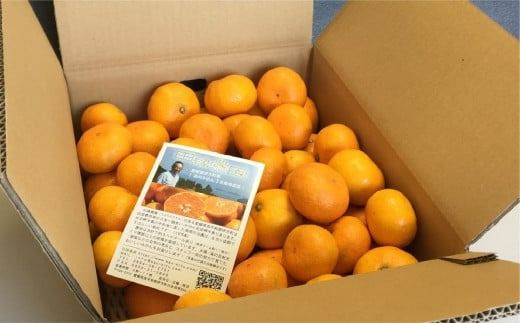 【先行予約】【家庭用】早生みかん 5kg ※離島への配送不可 （2026年11月10日より順次発送） IKTA040