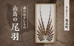 森のおとしもの 山鳥の尾羽＜インテリア 民芸品 工芸品 オブジェ 天然 羽根 鳥 ハネ 野鳥 愛媛県 鬼北町＞ ※北海道・沖縄・離島への配送不可