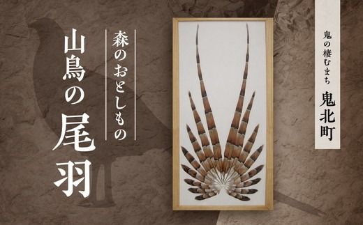 森のおとしもの 山鳥の尾羽＜インテリア 民芸品 工芸品 オブジェ 天然 羽根 鳥 ハネ 野鳥 愛媛県 鬼北町＞ ※北海道・沖縄・離島への配送不可