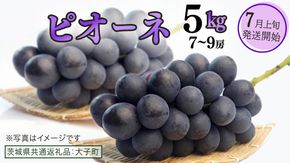 ピオーネ 5kg ( 7～9房 )【2026年7月上旬発送開始】(茨城県共通返礼品：大子町) ブドウ ぶどう 葡萄 巨峰 マスカット 果物 フルーツ 果実