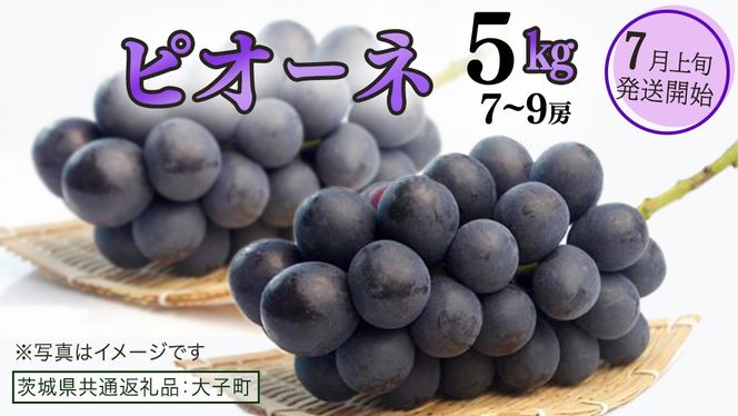 y錧vszsI[l 5kg ( 7`9[ )y2026N7{Jnz(錧ʕԗiFq) uhE Ԃǂ   }XJbg ʕ t[c ʎ