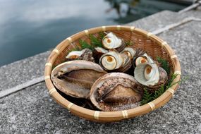 【数量限定】佐田岬海士のあわび・さざえセットB ※北海道・東北地方・沖縄・離島への配送不可 IKTJ002