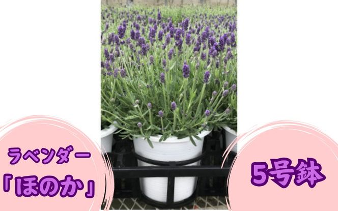 ラベンダー 「ほのか」 5号鉢 2025年5月中旬頃～ / 花 お花 ガーデニング 家庭 園芸 家庭菜園 庭いじり