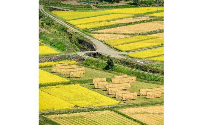 令和7年産！魚沼産こだわり従来コシヒカリ【農家直送!】10kg×1袋 お米 米 コメ 