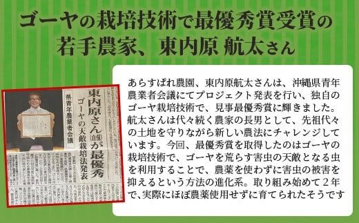 【予約受付】「最優秀賞」受賞の農家！希少品！贈答用「初物ゴーヤ」2024年12月下旬から2025年1月上旬発送【 ふるさと納税 沖縄県石垣市 沖縄 石垣 石垣島 希少 贈答 初物 ゴーヤ 離島のいいもの 沖縄いいもの石垣島 】OI-1