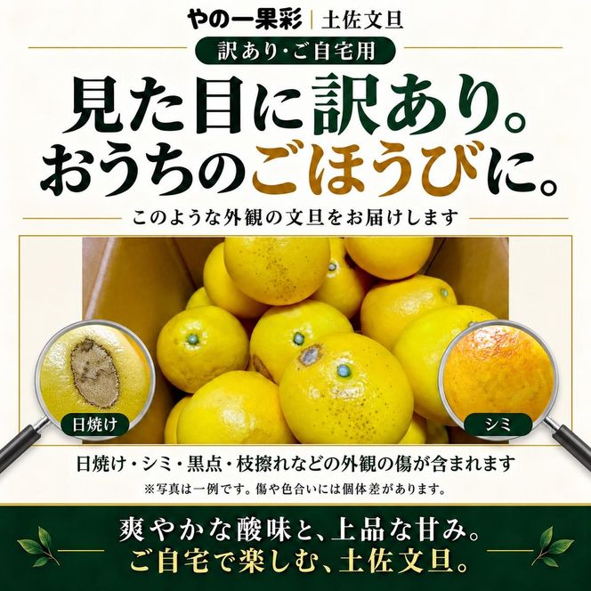 土佐文旦 訳あり 5kg 家庭用 サイズおまかせ M～4L 日本ギフト大賞受賞 文旦発祥の地 園主こだわり 規格外 不揃い 大玉 小玉 高知県土佐市産 高知県産 国産 5キロ ぶんたん みかん 柑橘類 高級フルーツ 果物 わけあり 産地直送 お取り寄せ 先行予約 やの一果彩[BQAC023]