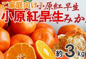 【2026年11月中旬より順次発送】【家庭用】みかん 小原紅早生 約3kg 真っ赤なみかん 小原紅早生みかん 甘い ミカン 蜜柑 フルーツ 果物 くだもの 柑橘 柑橘類 デザート 旬 産地直送 冬の味覚 旬の果物 旬のフルーツ お取り寄せ 取り寄せ 