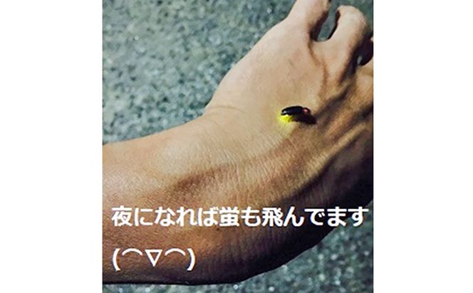 自然農法米こしひかり「自然の恵み」白米5kg×2個《特別栽培米》 お米 コシヒカリ 特別農法 自然米 化学肥料ゼロ JAS有機栽培 安全なお米 精米 