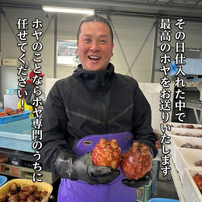 【先行予約】 ホヤ専門業者 殻付きホヤ 10個 ＼5月頃より順次発送／ 期間限定ほや ホヤ Hoya 串焼き フライ ごはん 夕飯 おかず おつまみ 晩酌 海産物 海鮮 魚介 魚介類 珍味 大船渡 ニュース てれび TV テレビ 放送 番組 被災 災害 三陸 岩手県 国産