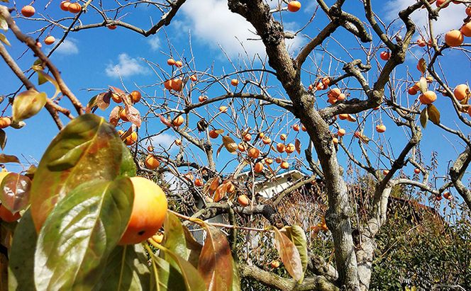 仁科農園産 富有柿(レギュラー、中) 15個入り 果物類 かき 柿