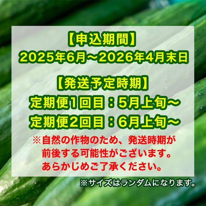 y̑Sǒzy0123905bz󂠂聄ցES2(5E6)ՂIq_̔ڂイ(2.5kg×2) s KiO  ₳ { VN T_ LE ӉZ yq_z