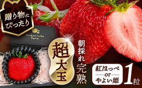 【先行予約】 ＼毎年12月より順次発送／ 超大玉 紅ほっぺorやよい姫 1粒 果物 いちご フルーツ 愛西市 / くぼ苺農園 【配達不可：北海道・沖縄・離島】[AECJ020]