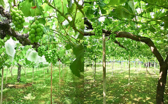 2026年 早期受付 ぶどう 晴れの国 シャインマスカット 2kg (4～5房) 化粧箱入り 岡山県 高梁市 ブドウ 葡萄 果物 フルーツ 