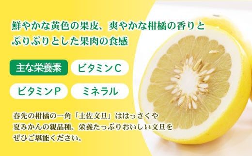 【訳あり】土佐文旦（ぶんたん）家庭用（M～5L）約3kg 