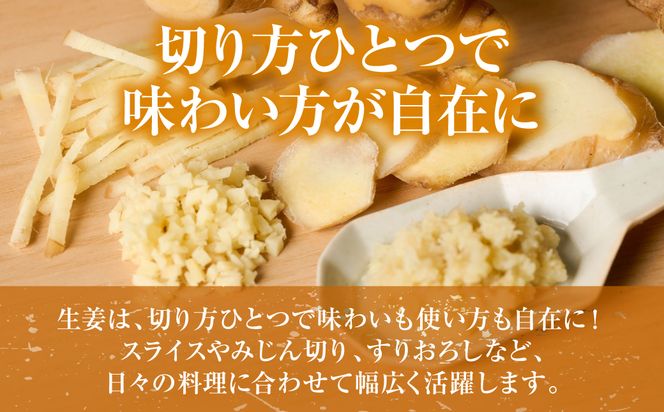 八郎生姜 1kg しょうが ショウガ ガリ ジンジャー 野菜 食品 薬味 生姜焼き しょうが焼き 温活 冷え性 対策 熊本県 八代市 東陽町 産地直送 国産