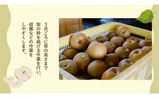 ＜ 先行予約 ＞【選べる内容量 / 品種】【最短2025年8月上旬以降発送】片野果樹園 幸水 豊水 新星 かおり 新高 王秋 梨 約 3kg 5kg 幸水梨 なし ナシ フルーツ 果物 旬 産地直送 国産 茨城県 こうすい ほうすい しんせい にいたか おうしゅう