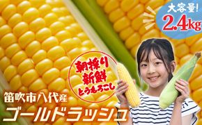 【2026年発送★先行予約】笛吹市八代産とうもろこし「ゴールドラッシュ」2.4kg 167-003-26y