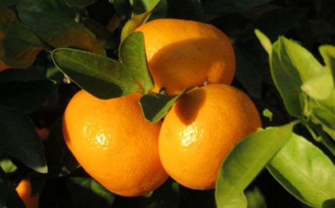 有田のブランド「賢みかん」約5kg サイズ混合 ご家庭用［2026年11月中旬頃より順次発送］ BZ130