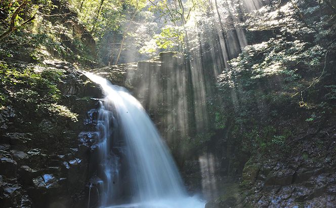 【光と水の幻想体験】赤目四十八滝招待券（4名様）| チケット 券 お出かけ 体験