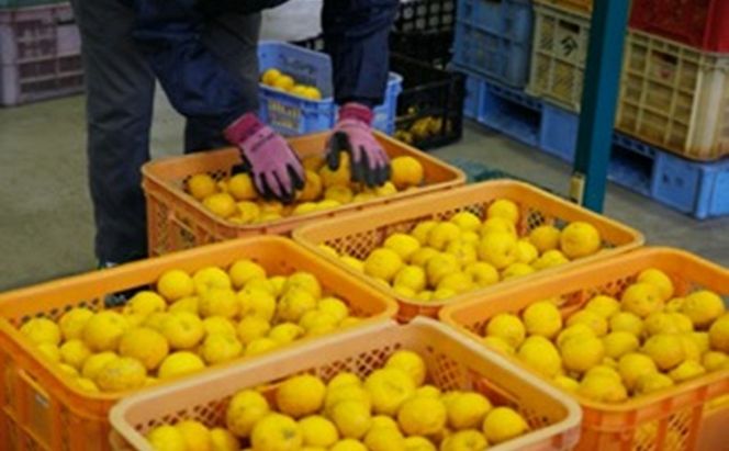 ニャンとも可愛い柚子マーマレード【柚子ニャーニャレード2個セット】 ジャム 