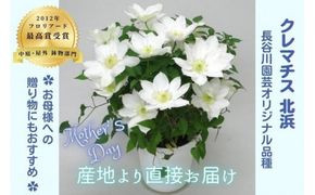 【先行予約】【長谷川園芸】国際園芸博覧会で最高賞受賞のクレマチス「北浜」５寸【母の日 ギフト プレゼント 贈答 花のある生活】 (AT211)