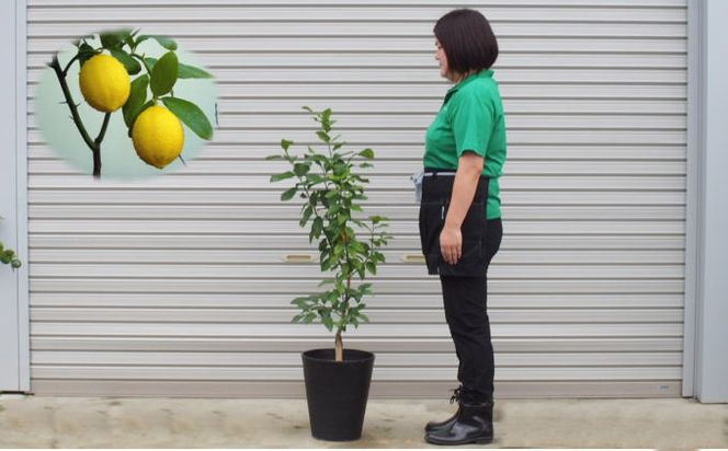 苗木 鉢植え レモンの木 黒プラスティック鉢 直径27cm 植物 ガーデン インテリア ※配送不可:北海道、沖縄、離島 