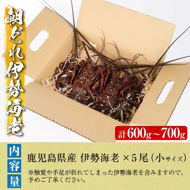 ＜先行予約受付中！2026年9月上旬以降順次発送予定＞期間・数量限定！鹿児島県産 伊勢海老(5尾・計600g～700g) 国産 鹿児島県産 海老 えび エビ 伊勢海老 味噌汁 小サイズ 刺身 海鮮 海の幸 海産物【福美丸水産】akn033-21