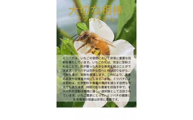 先行予約・数量限定！ 採れたて完熟いちご【かおり野・よつぼし・ベリーポップすず・恋みのり】 9粒～20粒×2箱 232238_CK01-PR